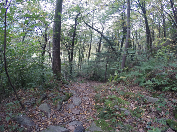 Sentiero nel bosco verso la pista ciclabile