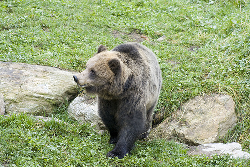 L'orso bruno, simbolo del Parco Naturale Adamello-Brenta