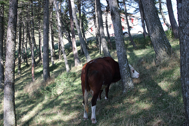 Una mucca al Rifugio Prabello