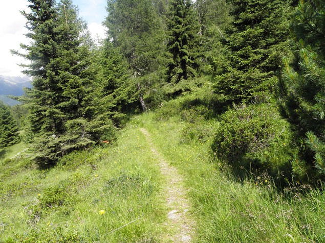 Il sentiero che entra nel bosco