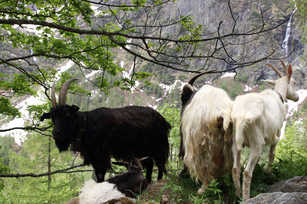 Alcune capre incontrare lungo il sentiero a Pianmisura