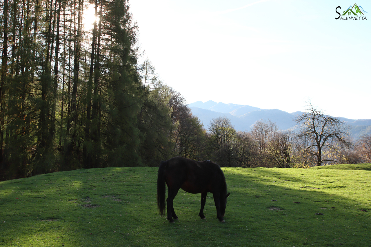 Agriturismo Le Radici, i Cavalli al tramonto