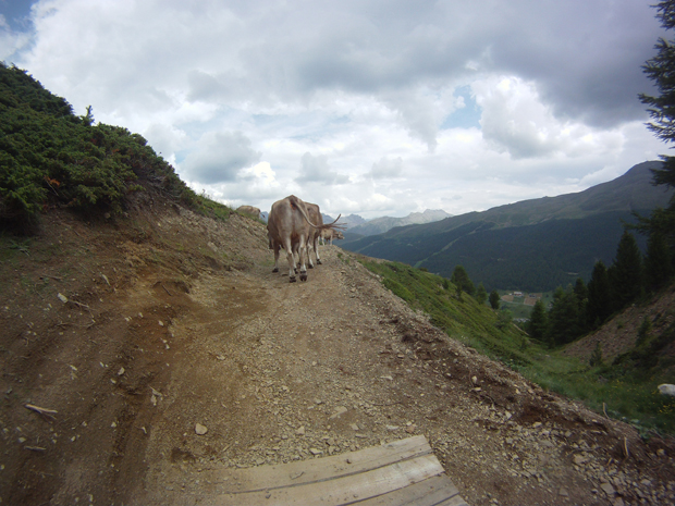 Mucche sul percorso