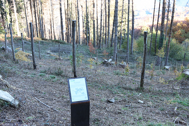 Arboreto della Biodiversitá, Valle d'Intelvi 