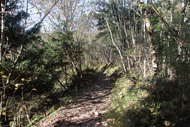 Sentiero nel bosco per le Cascate