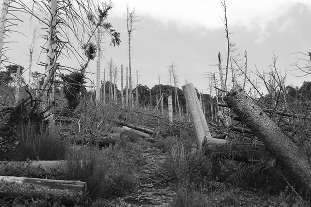 Ultimo tratto per il Forte di Orino, bosco devastato dalla tempesta