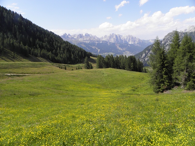 Prati in fiore all'Alpe Lusia