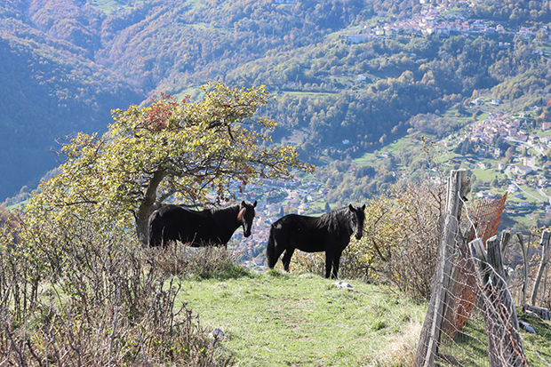 Cavalli liberi lungo il sentiero del Monte Pasquella