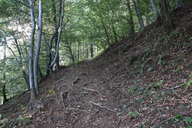 Sentiero della Scaletta, tratto nel bosco