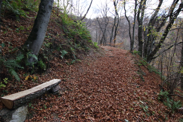 Sentiero che prosegue nel bosco