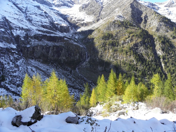 Larici presso l'Alpe Schena