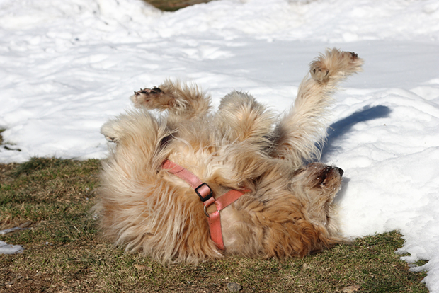 Rifugio Alpe Piazza,il cane del Rifugio che si diverte