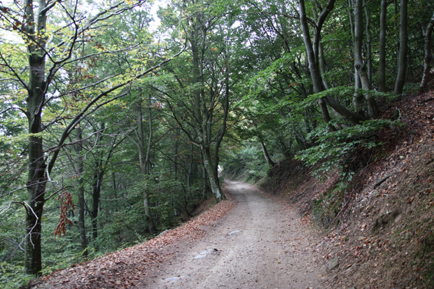 Sentiero verso il Rifugio Bugone dal Monte Bisbino, tratto sterrato