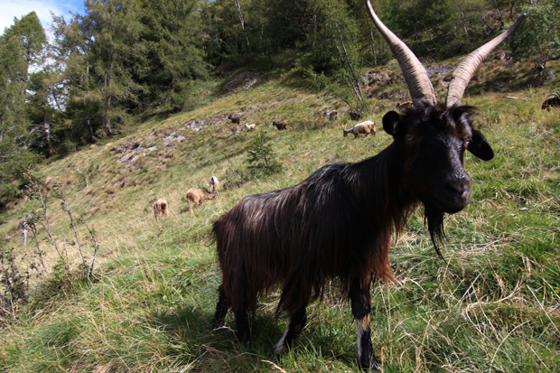 Capre Razza Orobica, allevamento Alpe Dolcigo
