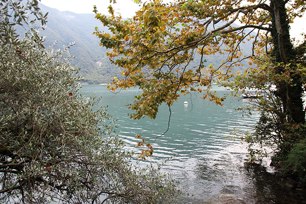 Sentiero dell'Olivo a Lugano, panorama ulivi al Lago
