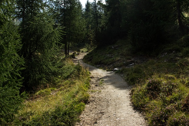Primo tratto del sentiero nel bosco