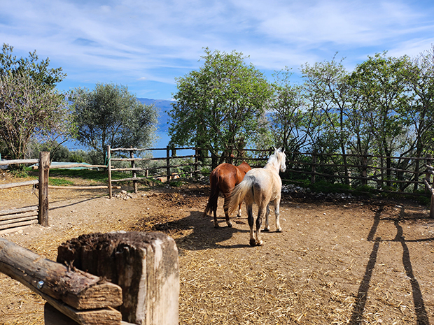 Agriturismo Scuderia Castello, Lago di Garda - I cavalli 2023