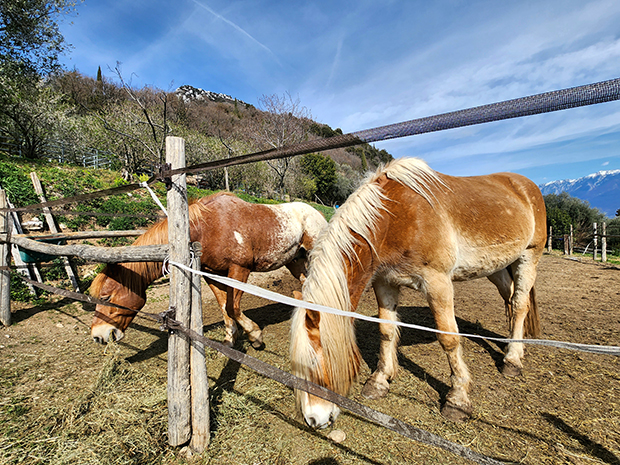 Agriturismo Scuderia Castello, Lago di Garda - I cavalli 2023