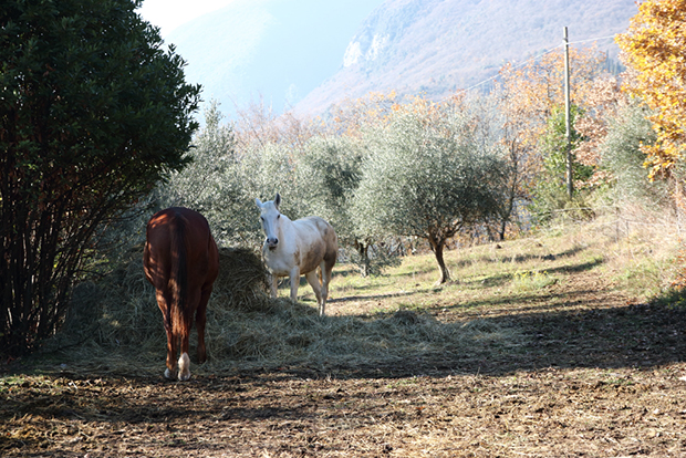 Agriturismo Scuderia Castello, Lago di Garda - I cavalli