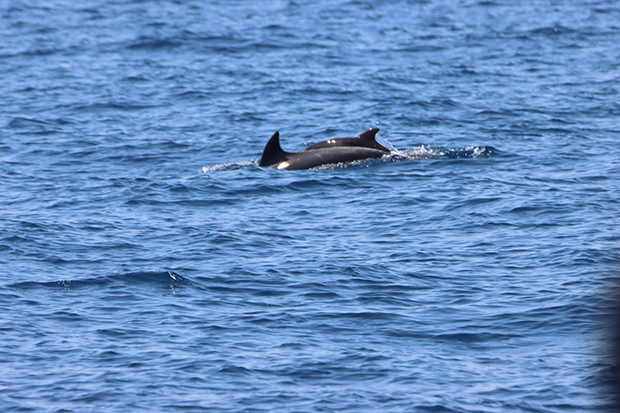 Delfini avvistati al largo dell'Isola d'Elba, sulla rotta verso Capraia