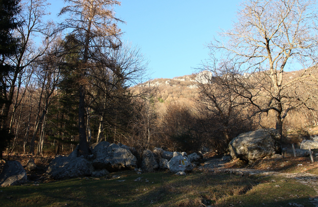 Rifugio Terz'alpe - Bosco e la vegetazione circostante