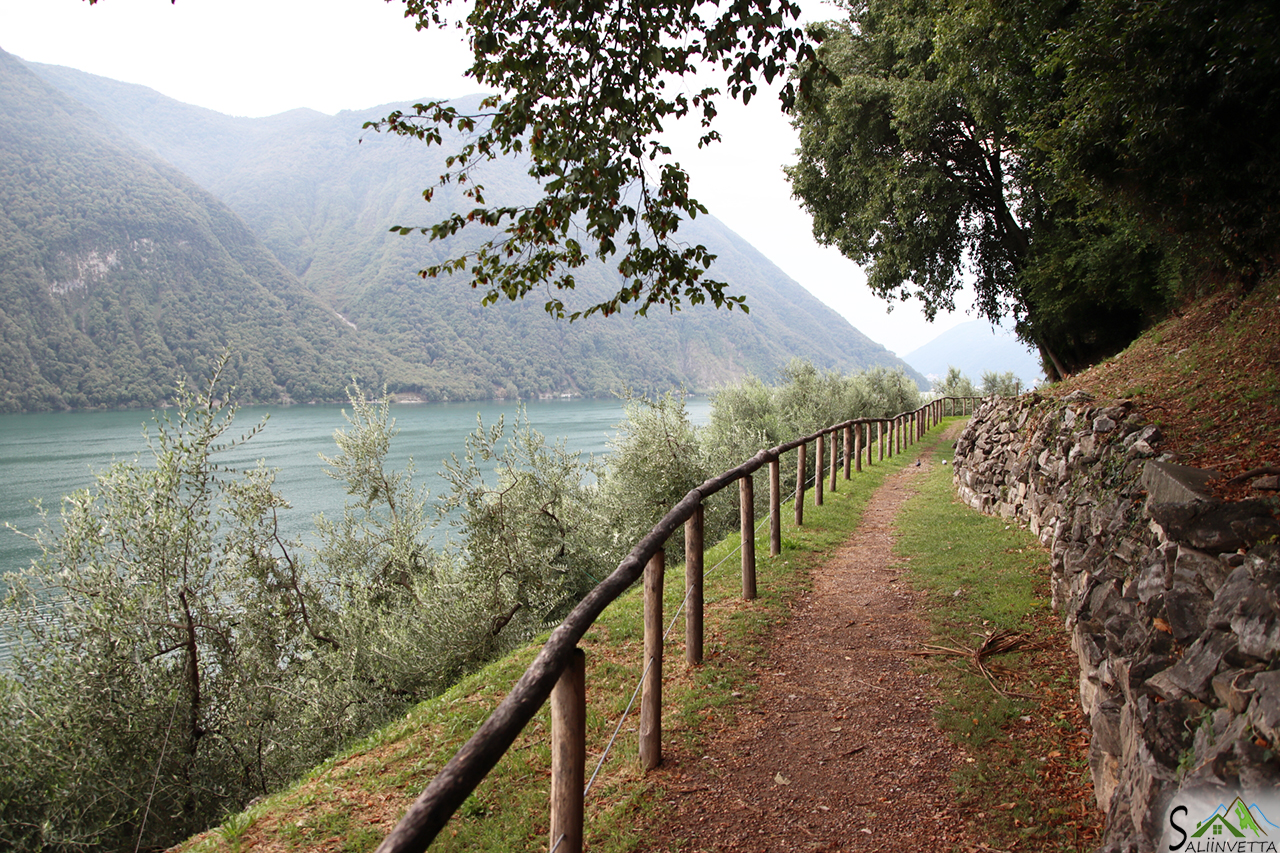 Sentiero dell'Olivo a Lugano, i terrazzamenti di Gandria