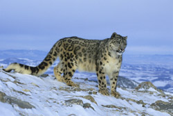Immagine del Leopardo delle Nevi - photo by blog.iodonna.it